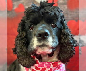 Cocker Spaniel Dogs for adoption in Arlington, VA, USA