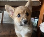 Small Photo #11 Pembroke Welsh Corgi Puppy For Sale in BRYAN, TX, USA