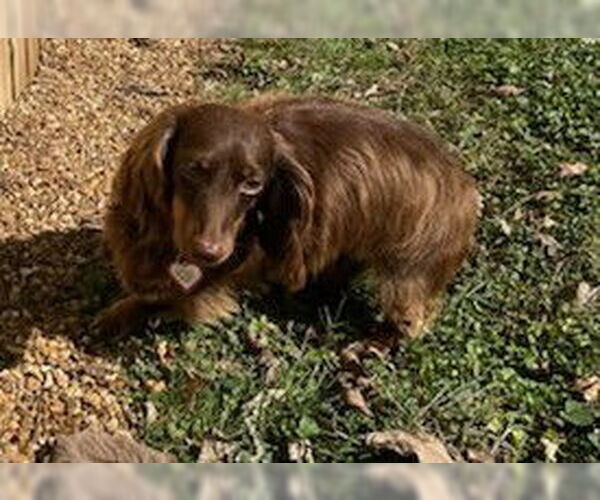 Medium Photo #9 Dachshund Puppy For Sale in Shelbyville, TN, USA