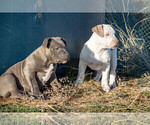 Small Photo #6 American Bully Puppy For Sale in ELLENSBURG, WA, USA