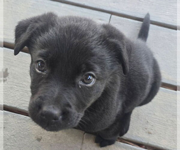 Medium Photo #2 Labrador Retriever-Unknown Mix Puppy For Sale in Alexander, AR, USA