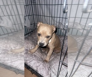American Pit Bull Terrier Puppy for sale in ALBUQUERQUE, NM, USA