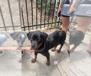 Rottweiler Dogs for adoption in Stockton, CA, USA