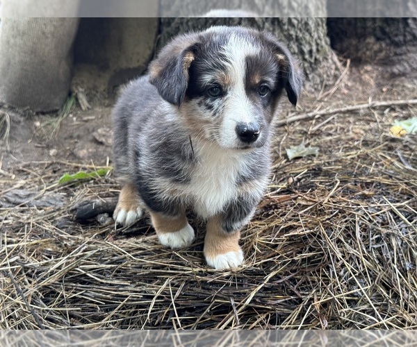 Medium Photo #2 Aussie-Corgi Puppy For Sale in ESPERANCE, NY, USA