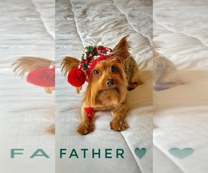 Father of the Yorkshire Terrier puppies born on 12/25/2023