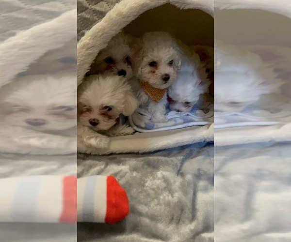 Medium Photo #5 Maltipoo Puppy For Sale in LOUISVILLE, KY, USA