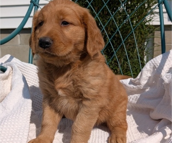 Medium Photo #15 Golden Retriever Puppy For Sale in GOSHEN, IN, USA