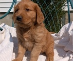 Small #14 Golden Retriever