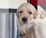Small Photo #31 Golden Retriever Puppy For Sale in CLEARWATER, FL, USA