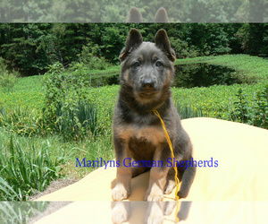 German Shepherd Dog Puppy for Sale in PIEDMONT, Missouri USA