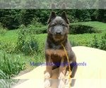 Small Photo #1 German Shepherd Dog Puppy For Sale in PIEDMONT, MO, USA