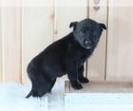 Small Photo #4 German Shepherd Dog-Siberian Husky Mix Puppy For Sale in FREDERICKSBURG, OH, USA