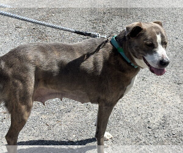 Medium Photo #9 Mutt Puppy For Sale in Rustburg, VA, USA