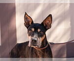 Small Photo #10 Doberman Pinscher-Unknown Mix Puppy For Sale in Lake Forest, CA, USA