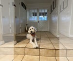 Small Photo #1 Goldendoodle Puppy For Sale in CALIMESA, CA, USA
