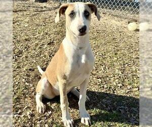 Mutt Dogs for adoption in Conroe, TX, USA
