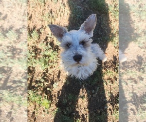 Father of the Schnauzer (Miniature) puppies born on 04/27/2025