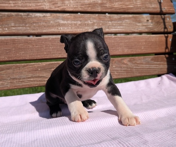 Medium Photo #9 Boston Terrier Puppy For Sale in GOSHEN, IN, USA