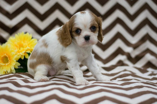 Cavalier King Charles Spaniel Puppy for sale in KENT, OH, USA