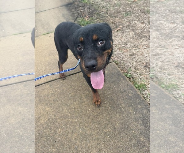 Medium Photo #2 Rottweiler Puppy For Sale in Hillsboro, NH, USA