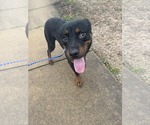 Small #1 Rottweiler