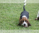 Small #4 Basset Hound