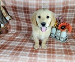 Small Photo #8 Golden Retriever Puppy For Sale in FALCON, CO, USA