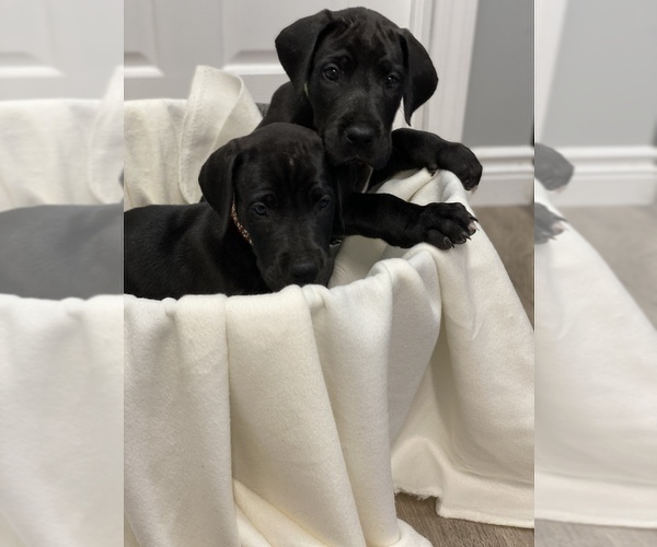 Medium Photo #7 Great Dane Puppy For Sale in SPRINGFIELD, OH, USA