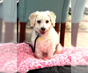 Mutt Dogs for adoption in Salt Lake City, UT, USA