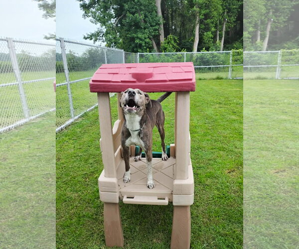 Medium Photo #14 Mountain Cur-Unknown Mix Puppy For Sale in Holly Springs, NC, USA
