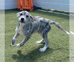Small #2 Catahoula Leopard Dog-Great Pyrenees Mix