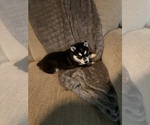 Puppy Sonic Siberian Husky
