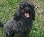 Small Photo #1 ShihPoo Puppy For Sale in MOUNT OLIVE, NC, USA