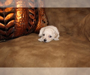 Poodle (Miniature) Puppy for sale in SIERRA VISTA, AZ, USA
