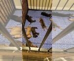 Small Photo #8 Bullmastiff-Cane Corso Mix Puppy For Sale in CHICAGO, IL, USA