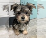 Small Photo #6 Morkie Puppy For Sale in CLARE, IL, USA