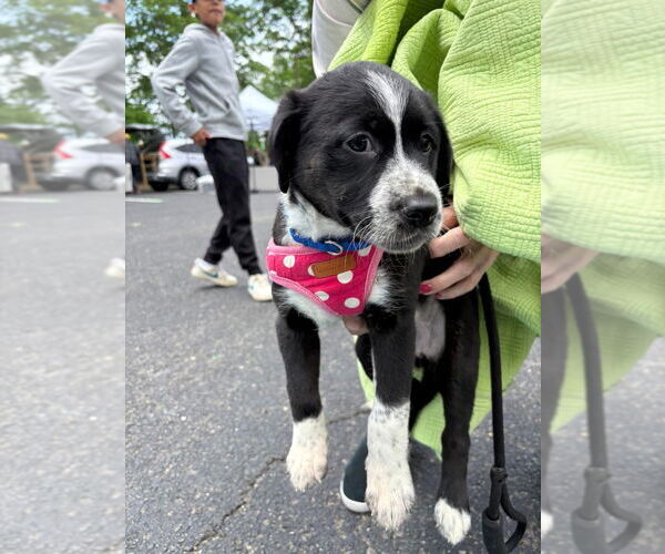 Medium Photo #1 Mutt Puppy For Sale in Lawrenceville, NJ, USA