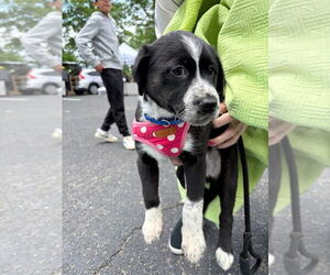 Mutt Dogs for adoption in Lawrenceville, NJ, USA