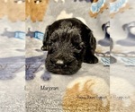 Puppy 3 Schnoodle (Miniature)