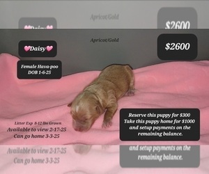 Poovanese Puppy for sale in TUCSON, AZ, USA
