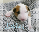 Small Photo #1 Bull Terrier Puppy For Sale in KENDALL, FL, USA
