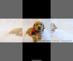 Small Photo #11 Golden Retriever Puppy For Sale in LAURENS, SC, USA