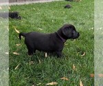 Small #7 Labrador Retriever
