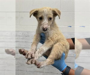 Border Collie Dogs for adoption in San Bernardino, CA, USA