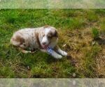 Small #7 Miniature Australian Shepherd