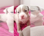 Small Photo #5 American Bully Puppy For Sale in COUDERSPORT, PA, USA