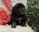 Chief - Male Bernese Mountain Dog Puppy for Sale - Photo #3