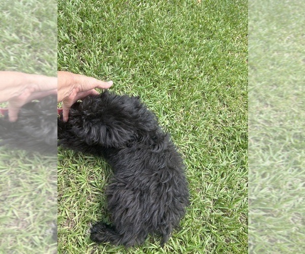 Medium Photo #3 F2 Aussiedoodle Puppy For Sale in BUSH, LA, USA