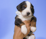 Small #1 Bernedoodle (Miniature)