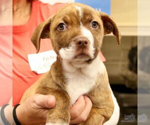 Gray - Female Retriever -Unknown Mix Dog for Adoption - Photo #2